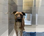 Small Black Mouth Cur Mix