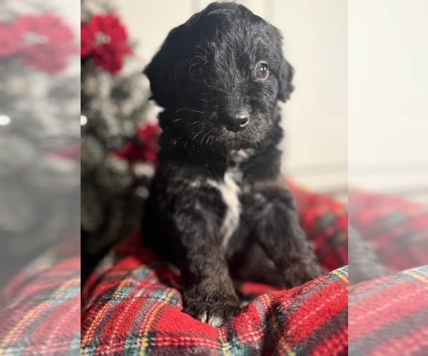 Medium Photo #5 Aussiedoodle Miniature  Puppy For Sale in MENIFEE, CA, USA