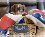 Small Photo #33 Miniature Australian Shepherd Puppy For Sale in BONNERS FERRY, ID, USA
