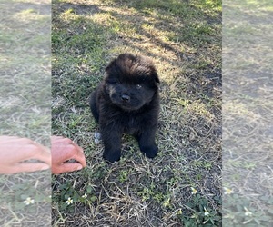 Chow Chow Puppy for sale in MIAMI, FL, USA