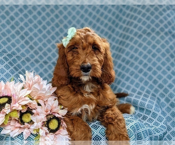 Medium Photo #3 Irish Setter-Poodle (Miniature) Mix Puppy For Sale in BIRD IN HAND, PA, USA