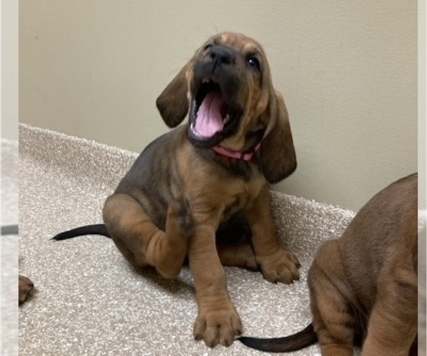 Medium Photo #2 Bloodhound Puppy For Sale in COLLINSVILLE, AL, USA