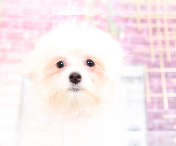 Medium Photo #2 Maltese Puppy For Sale in BEL AIR, MD, USA