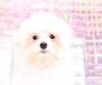 Small Photo #2 Maltese Puppy For Sale in BEL AIR, MD, USA