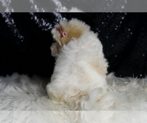 Medium Photo #6 Maltipoo Puppy For Sale in WARSAW, IN, USA