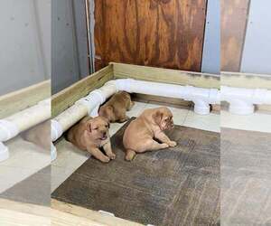 Labrador Retriever Puppy for sale in PINE HILL, AL, USA