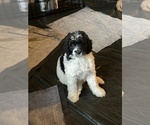 Small #10 Aussiedoodle