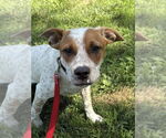 Small #3 Red Heeler Mix