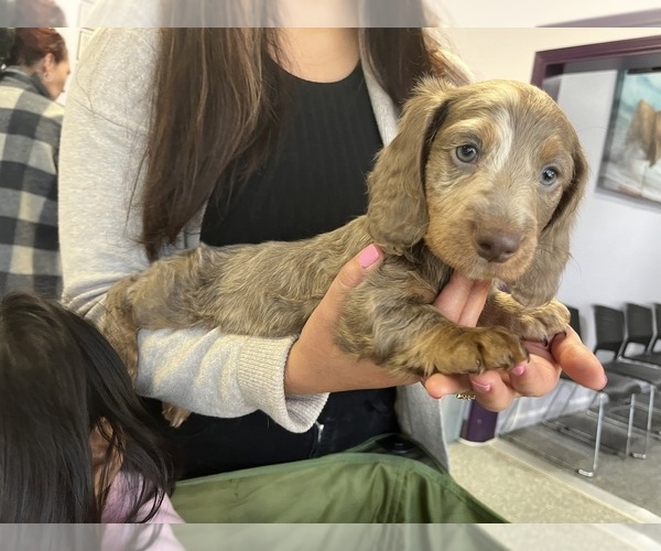 Medium Photo #6 Dachshund Puppy For Sale in RIVERSIDE, CA, USA