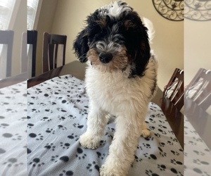 Miniature Bernedoodle Puppy for sale in ARAB, AL, USA