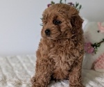 Small #10 Goldendoodle (Miniature)