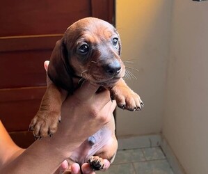 Dachshund Puppy for Sale in CORONA, California USA