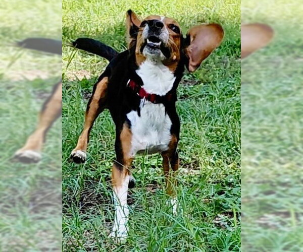 Medium Photo #31 Beagle Puppy For Sale in Dunnellon, FL, USA