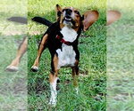 Small #30 Beagle