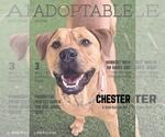 Small #38 Chinese Shar-Pei-Labrador Retriever Mix