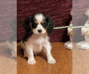 Cavalier King Charles Spaniel Dogs for adoption in HOPKINSVILLE/PRINCETON, KY, NH, USA