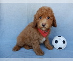 Small #3 Cavapoo