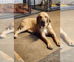 Small #2 Fila Brasileiro