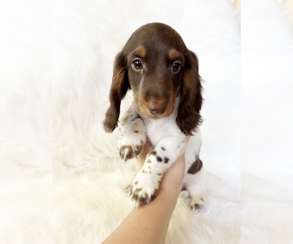 Medium Photo #2 Dachshund Puppy For Sale in DAVIS, CA, USA