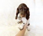 Small #1 Dachshund