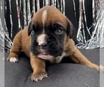 Small #9 Boxer