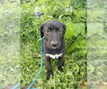 Small #3 Labrador Retriever Mix
