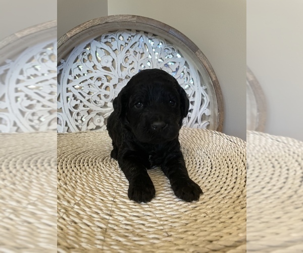 Medium Photo #9 Goldendoodle Puppy For Sale in CUMMING, GA, USA
