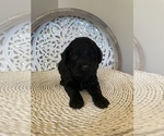 Small Photo #9 Goldendoodle Puppy For Sale in CUMMING, GA, USA