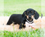 Small #3 Dachshund