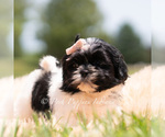 Small Photo #26 Shih Tzu Puppy For Sale in WARSAW, IN, USA