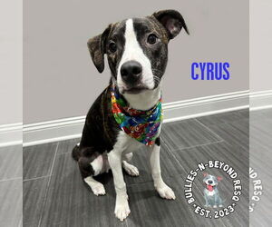 American Staffordshire Terrier-Australian Shepherd Mix Dogs for adoption in Omaha, NE, USA