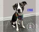 Small American Staffordshire Terrier-Australian Shepherd Mix