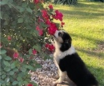 Small Photo #1 Australian Shepherd Puppy For Sale in SHALLOTTE, NC, USA