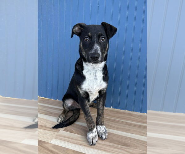 Medium Photo #9 German Shepherd Dog-Unknown Mix Puppy For Sale in Lakewood, CO, USA