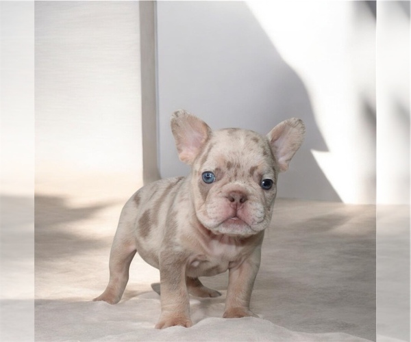 Medium Photo #4 French Bulldog Puppy For Sale in LITITZ, PA, USA