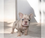 Small #3 French Bulldog