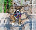 Small #3 Siberian Husky Mix