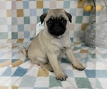 Small #3 Pug