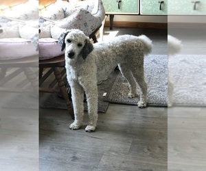 Mother of the Labradoodle puppies born on 06/10/2025
