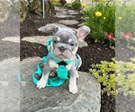 Puppy 3 French Bulldog