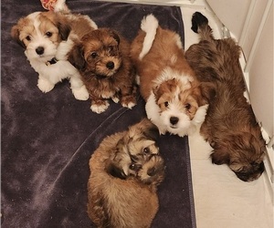Havanese Litter for sale in ALBION, PA, USA