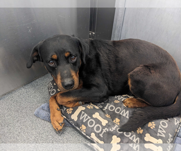 Medium Photo #2 Rottweiler Puppy For Sale in Hillsboro, NH, USA