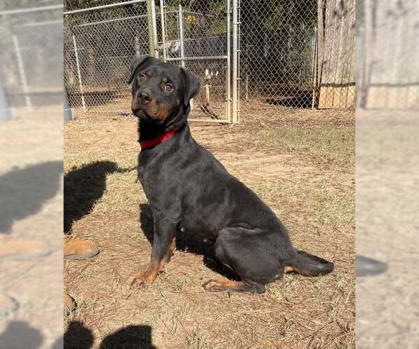 Medium Photo #4 Rottweiler Puppy For Sale in Hillsboro, NH, USA