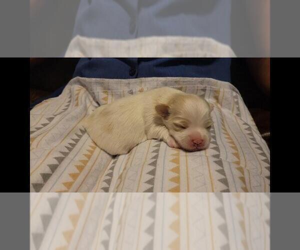 Medium Photo #3 Maltipoo Puppy For Sale in BROOKFIELD, MO, USA
