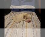 Small Photo #3 Maltipoo Puppy For Sale in BROOKFIELD, MO, USA