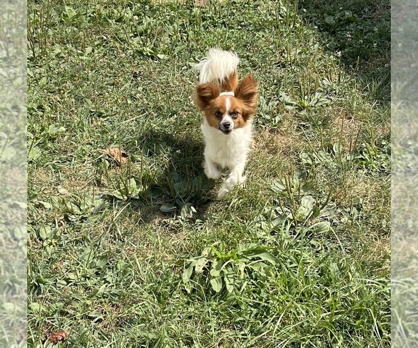 Medium Photo #2 Papillon Puppy For Sale in MIDDLETOWN, MD, USA