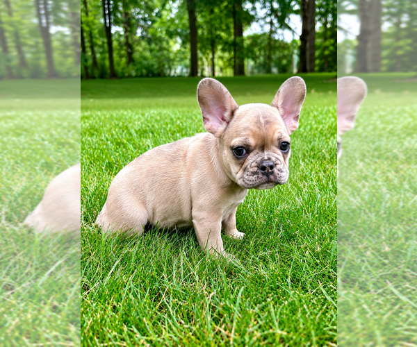 Medium Photo #4 French Bulldog Puppy For Sale in FAIR HAVEN, MI, USA