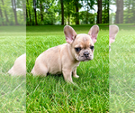 Small #3 French Bulldog