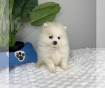 Small #1 Pomeranian