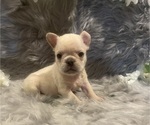 Small Photo #3 French Bulldog Puppy For Sale in PHOENIX, AZ, USA